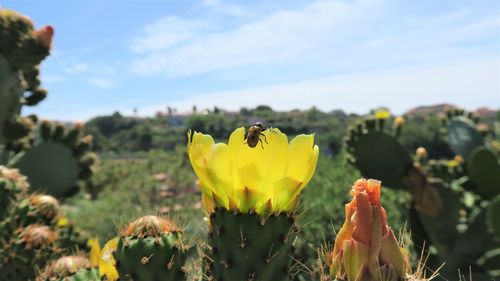 Close-up of bee on yellow flower against sky