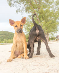 Portrait of dog sitting on land