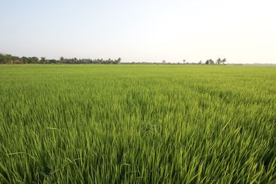 Scenic view of field against clear sky