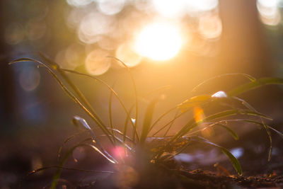 Close-up of flower at sunset