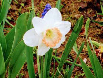 Close-up of white flower blooming outdoors