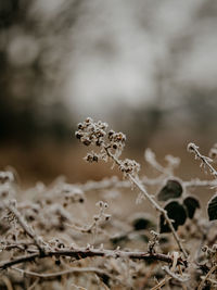 Wintertime frosty morning countryside scenes