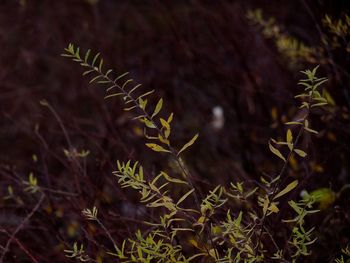 Close-up of plants at night