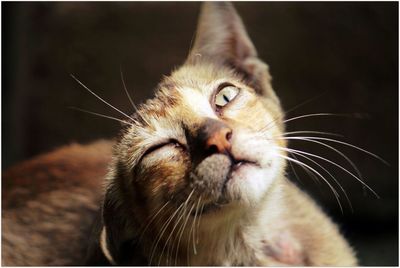 Close-up portrait of a cat