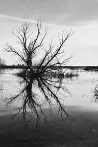 Bare tree by lake against sky