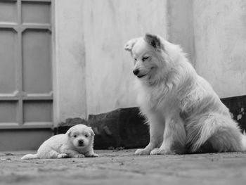 Two dogs sitting outdoors