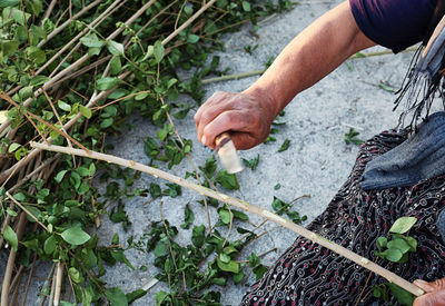 Midsection of woman cutting plant stem