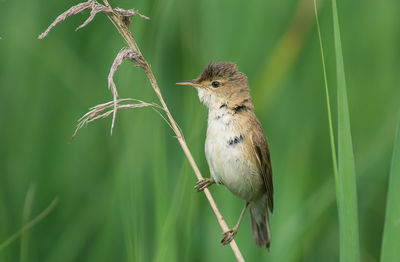 Close-up of bird perching on plant