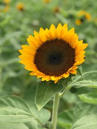 Close-up of sunflower