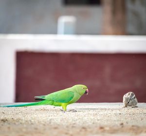 Close-up of a parrot