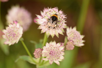 Close-up of bee pollinating on purple flower