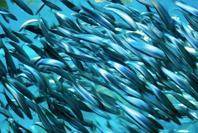 Close-up of fish in water