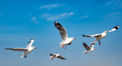 Low angle view of seagull flying against clear sky