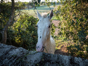 Close-up of horse on tree