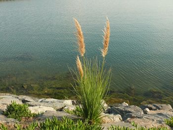 Plants growing in water