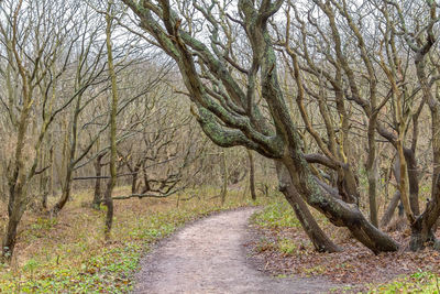 Road amidst bare trees in forest