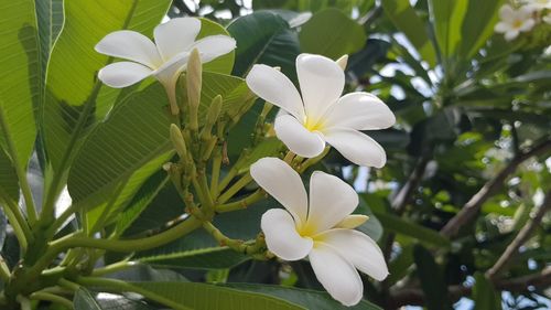 Close-up of white flowering plant