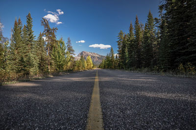 Surface level of road along trees