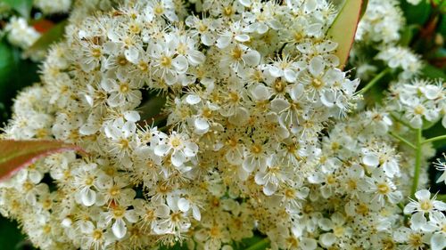 Close-up of white flowers