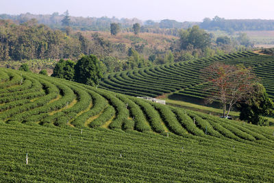 Scenic view of agricultural field