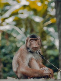 Portrait of monkey sitting on tree
