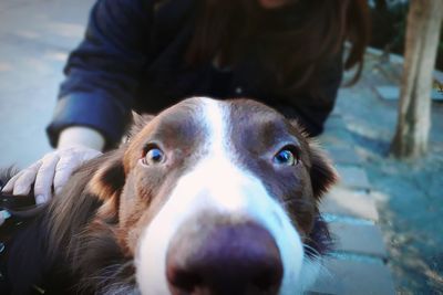 Close-up portrait of dog