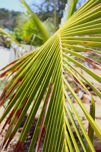 Close-up of palm leaves