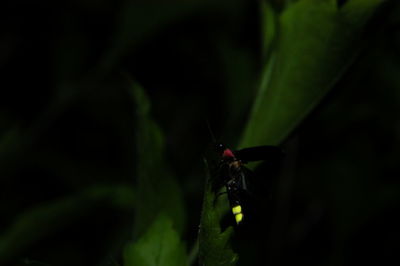Close-up of insect on plant