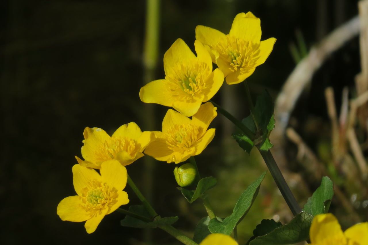 CLOSE-UP OF YELLOW FLOWERING PLANT