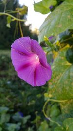 Close-up of pink flower