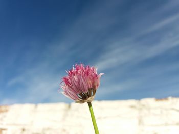 Close-up of pink flower blooming against sky