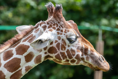 Close-up of giraffe