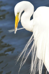 Close-up of a bird