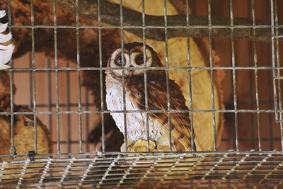 Close-up of bird in cage at zoo