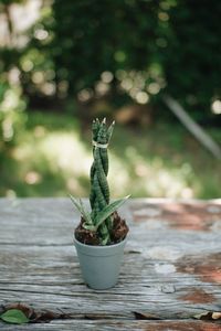 Close-up of succulent plant in pot