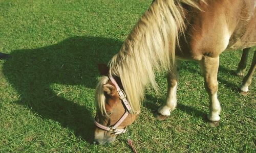 High angle view of horse grazing on grassy field
