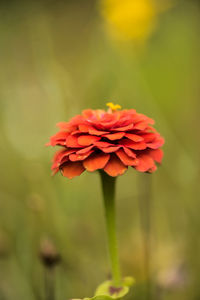 Close-up of red rose flower