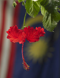 Bunga raya national flower and malaysia flag as background