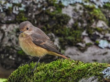 Close-up of bird perching on a tree