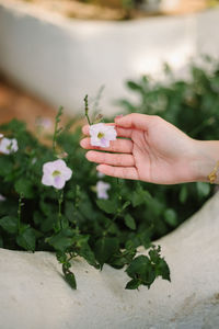 Close-up of hand holding flowering plant