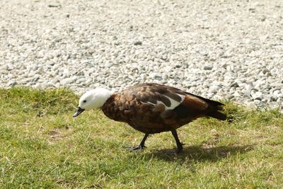 Bird on grassy field