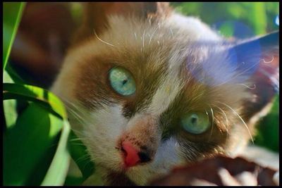 Close-up portrait of cat