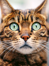 Close-up portrait of a cat