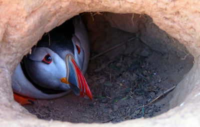 High angle view of bird