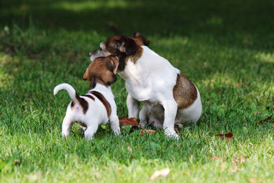 Two dogs on field