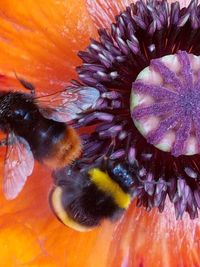 Full frame shot of orange flower