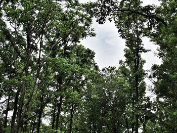 Low angle view of trees in forest against sky