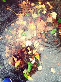 Leaves on ground