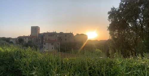 Plants growing on field against sky during sunset