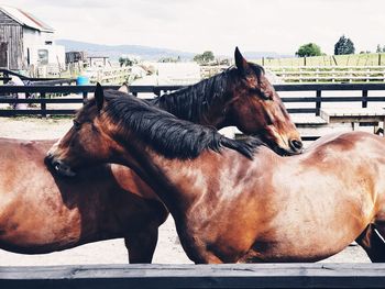 Horse in ranch